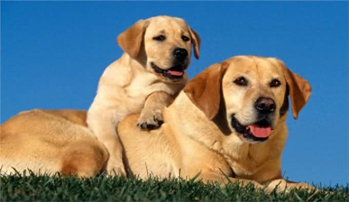 十种世界上最聪明的狗—NO.7拉布拉多猎犬