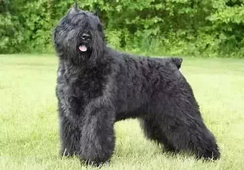 每日一犬-波兰德斯布比野犬