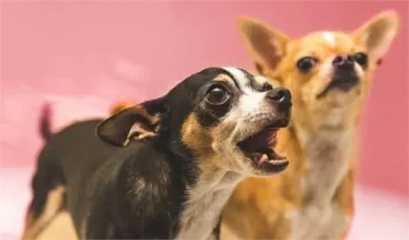 科普|犬分离焦虑症:每次分开后，我和狗都疯了