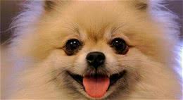 小巧可爱的博美犬，可是萌萌哒的伴侣犬
