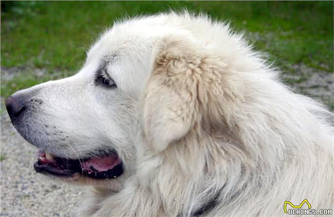 粗中有细的大汉:养一头大白熊犬是一种怎样的体验?