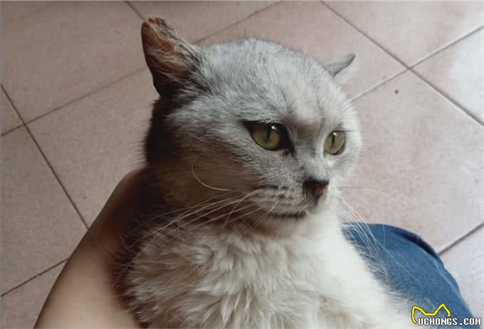 从流浪猫的三种猫生，我看清楚了三种不同的人性