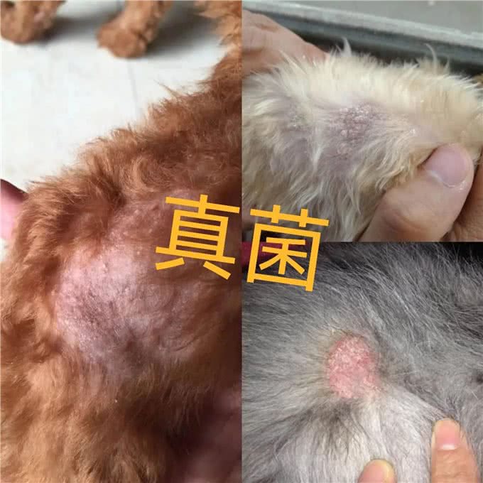 教你辨别狗皮肤病，学会了自己在家就能治