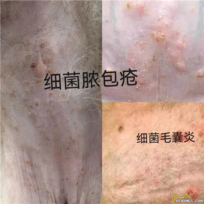 教你辨别狗皮肤病，学会了自己在家就能治