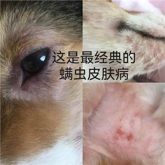 教你辨别狗皮肤病，学会了自己在家就能治