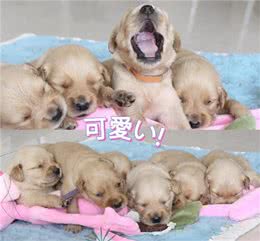 狗狗一般一胎可以生几只狗宝宝?