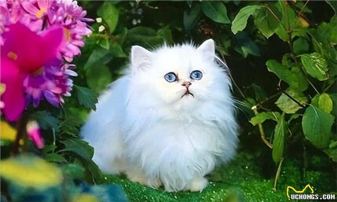 你的这些举动，波斯猫会误认为你要遗弃它