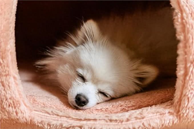 狗狗装睡的四大心机:揭秘它们的睡眠真相与应对策略