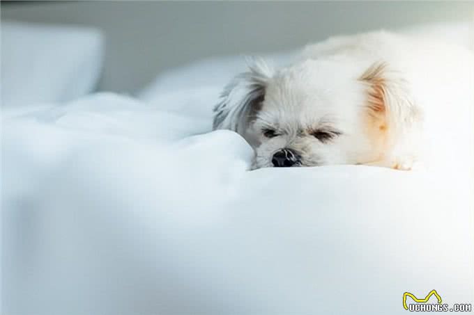 狗狗装睡的四大心机:揭秘它们的睡眠真相与应对策略