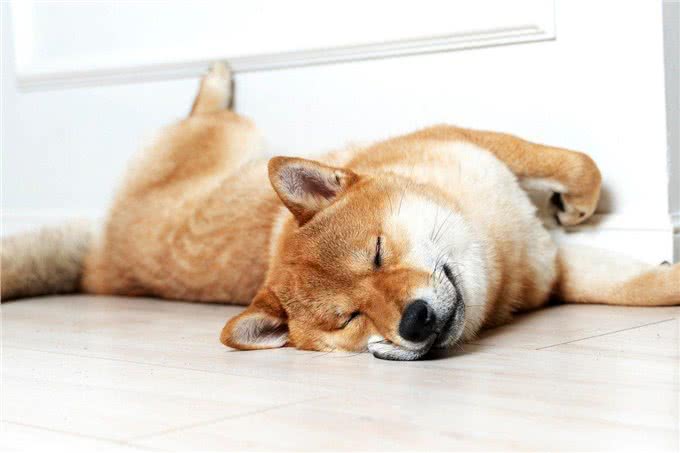 狗狗装睡的四大心机:揭秘它们的睡眠真相与应对策略