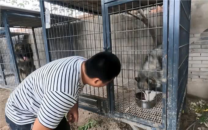 因护食换7任主人的狗，被罗威纳治好了:恶犬还需恶犬收