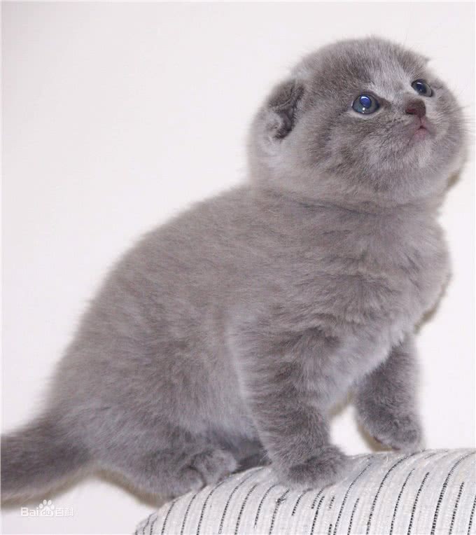 萌宠介绍—苏格兰折耳猫