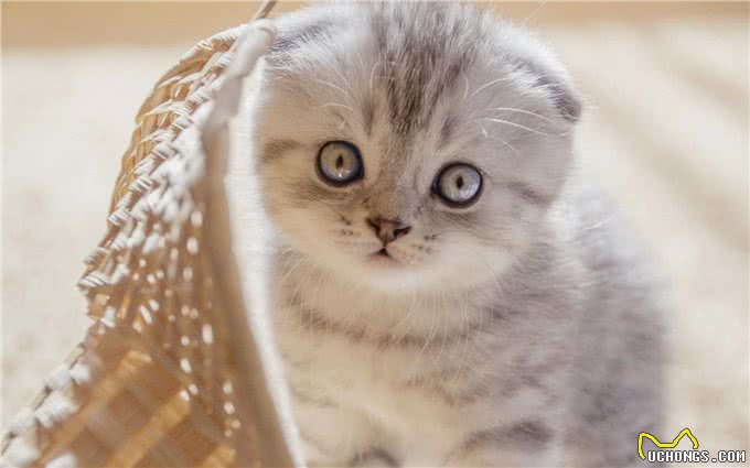 萌宠介绍—苏格兰折耳猫