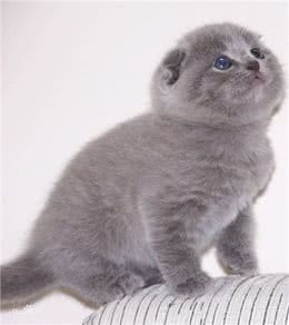 萌宠介绍—苏格兰折耳猫