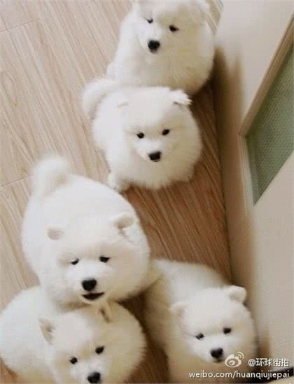 萨摩耶犬，微笑天使魔鬼心忠诚救主人从雪橇犬到宠物狗