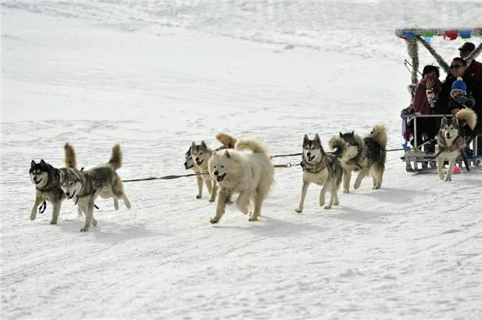 萨摩耶犬，微笑天使魔鬼心忠诚救主人从雪橇犬到宠物狗