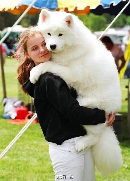 萨摩耶犬，微笑天使魔鬼心忠诚救主人从雪橇犬到宠物狗