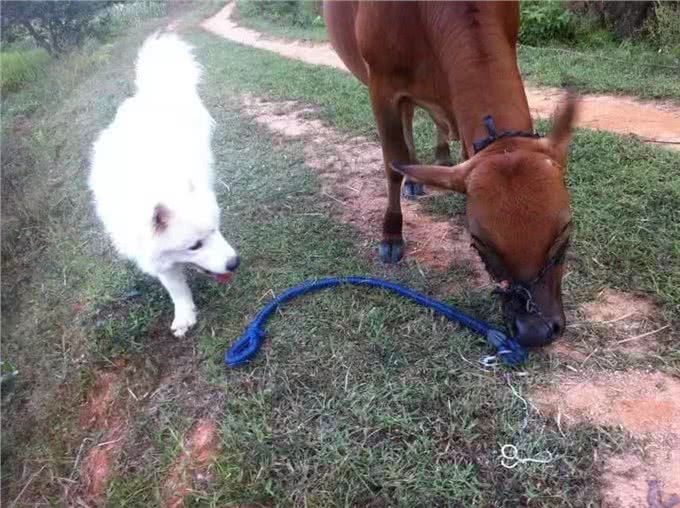 萨摩耶犬，微笑天使魔鬼心忠诚救主人从雪橇犬到宠物狗