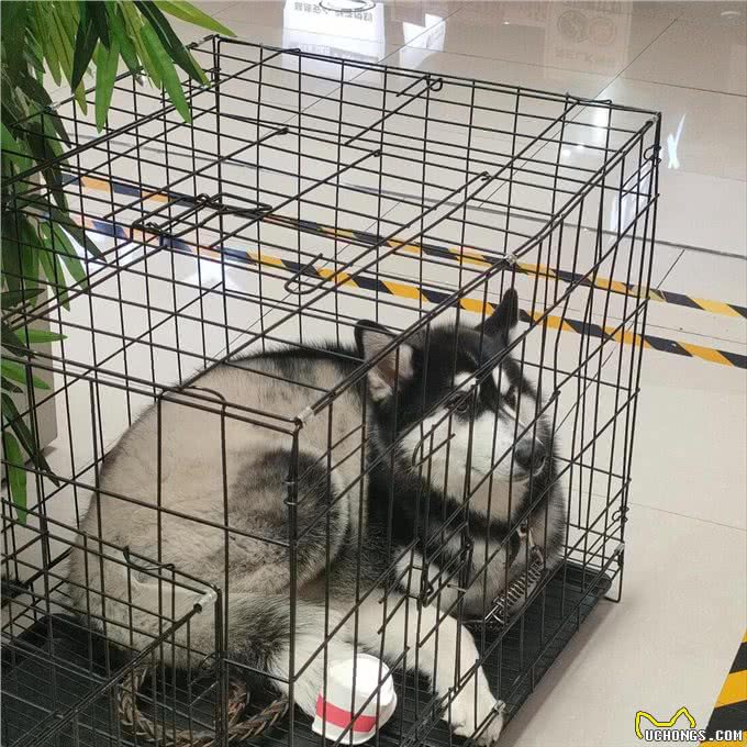 如何让狗狗在笼子里安静待着?