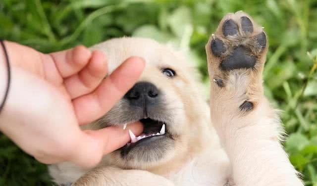 狗狗为何轻咬?解开犬类心理密码
