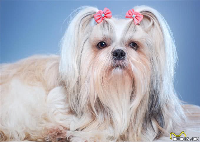养西施犬好吗?细解西施犬的优缺点