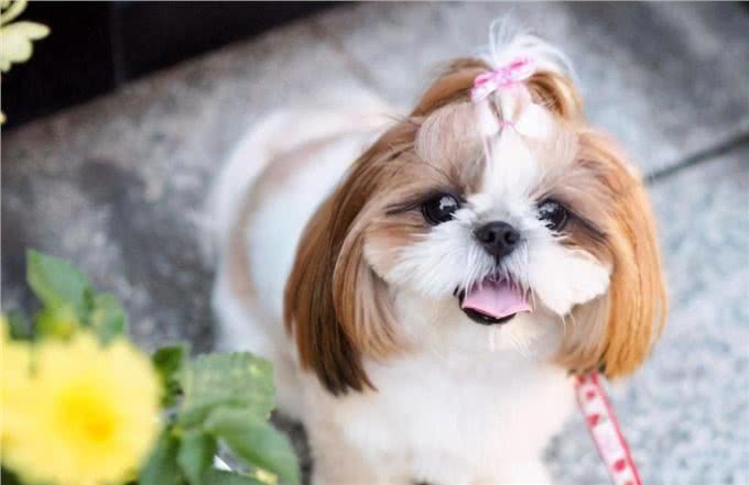 养西施犬好吗?细解西施犬的优缺点