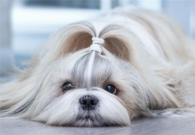 养西施犬好吗?细解西施犬的优缺点