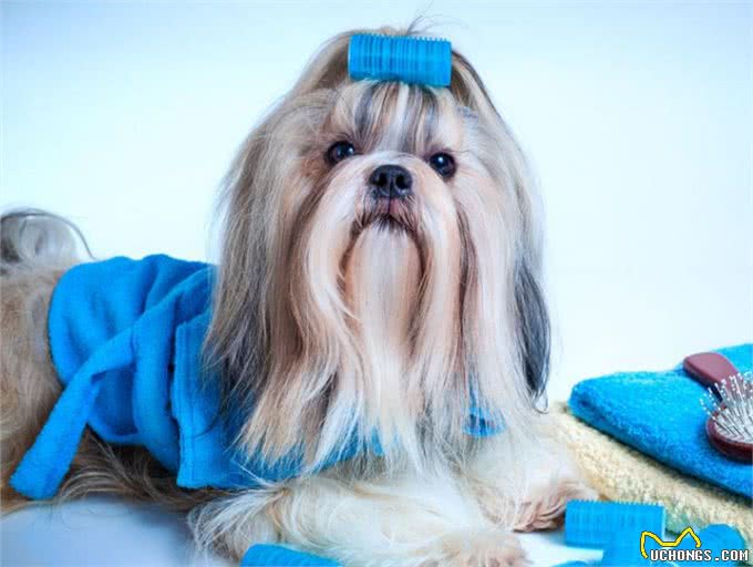 养西施犬好吗?细解西施犬的优缺点