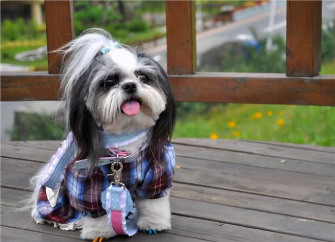 养西施犬好吗?细解西施犬的优缺点