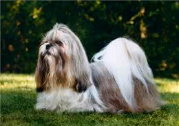 养西施犬好吗?细解西施犬的优缺点