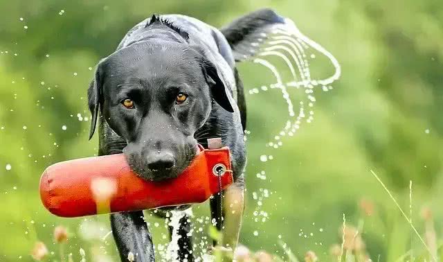 拉布拉多寻回猎犬(LabradorRetriever)