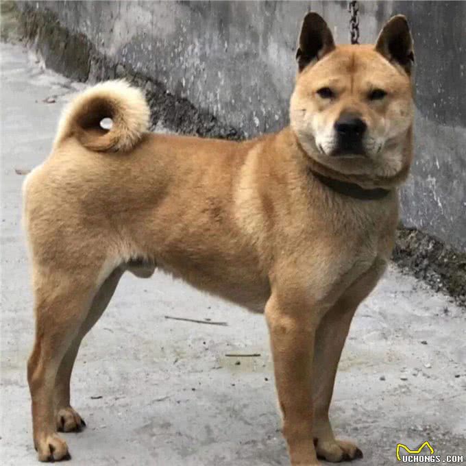 最长寿狗狗TOP8榜单，中华田园犬排第一