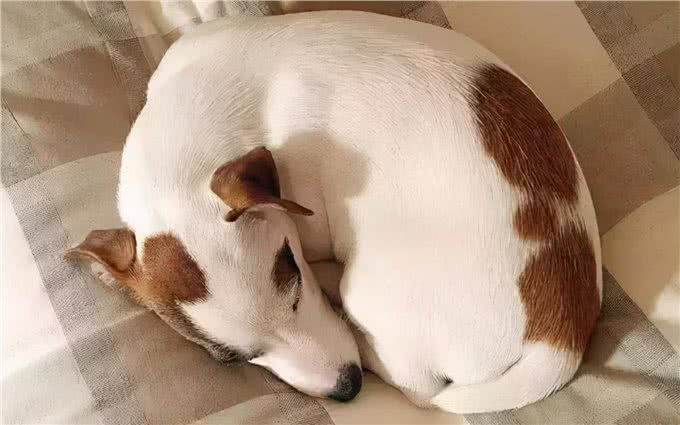 狗狗8种睡姿，可以看出它是否有安全感