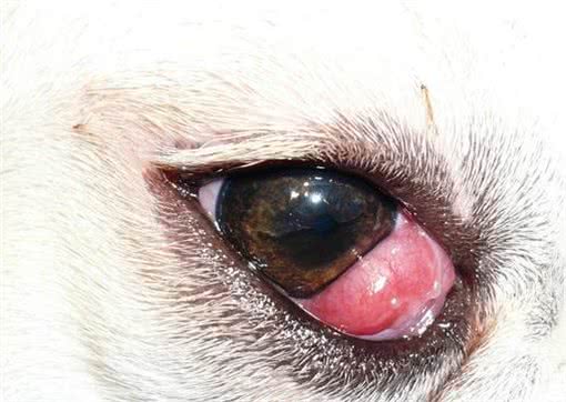 狗狗‘眼’中危机!忽视这些异样，下一秒可能永别光明
