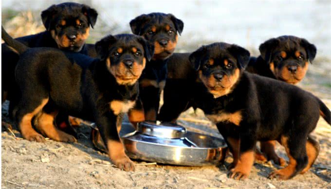 罗威纳犬到底适不适合当宠物来养呢?毕竟它魁梧而又凶猛