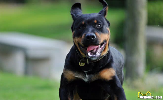 罗威纳犬到底适不适合当宠物来养呢?毕竟它魁梧而又凶猛