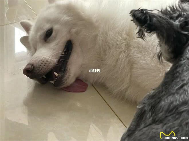 演技逗狗，狗狗心思显脸上