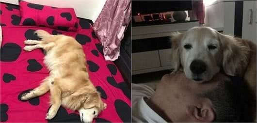 黄金猎犬跟妈妈睡霸占整张床，阿金好孝顺：爸爸我的位置给你睡