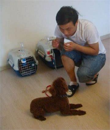 家里养了泰迪狗狗的主银，来看看不听话的毛孩子要怎么训练呢?