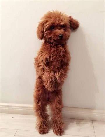 家里养了泰迪狗狗的主银，来看看不听话的毛孩子要怎么训练呢?