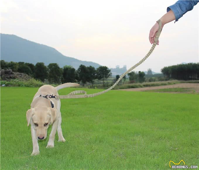 这6种遛狗方式，千万不要做，真的很伤狗