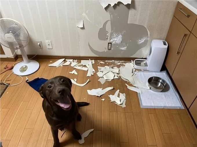 主人一离开就乱叫拆家?狗狗分离焦虑该做何解?