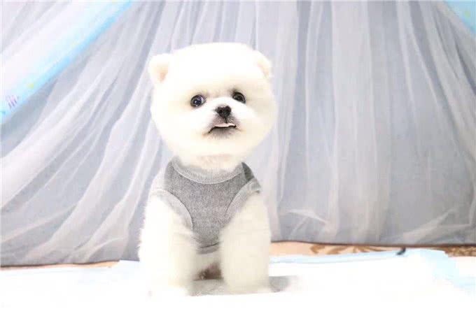 茶杯犬虽然可爱但是这几个原因可能让大部分人望而却步
