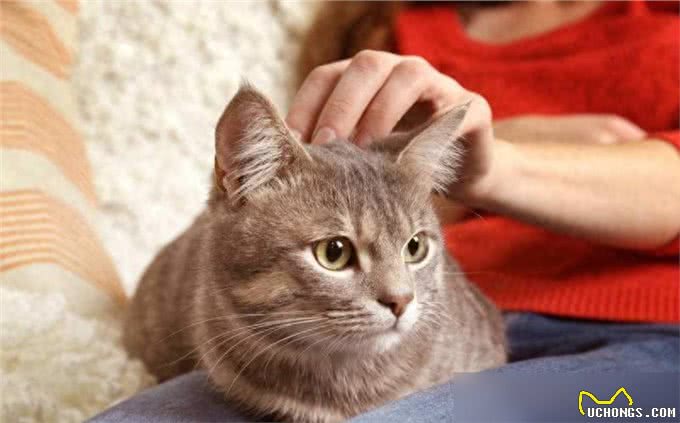 提醒:猫咪愿意让你碰这些东西，已经把你当亲人了!