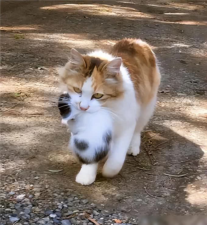 提醒:猫咪愿意让你碰这些东西，已经把你当亲人了!