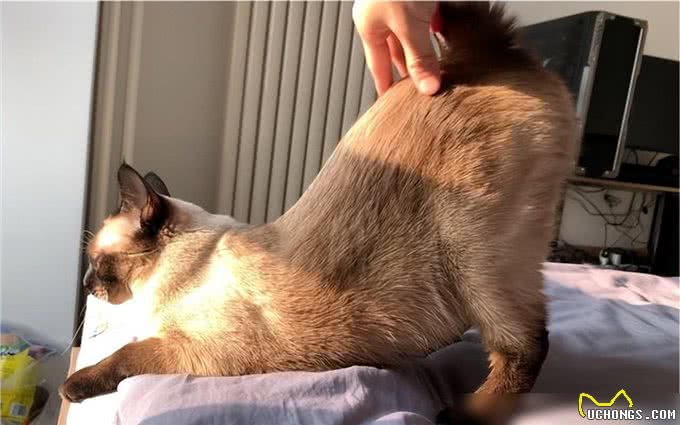 提醒:猫咪愿意让你碰这些东西，已经把你当亲人了!