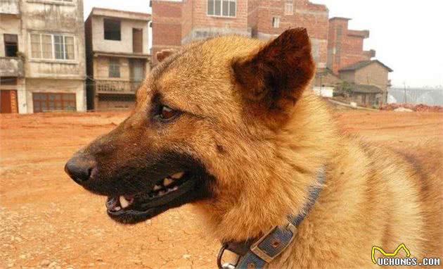 请不要叫它们土狗，请叫它们中华田园犬!