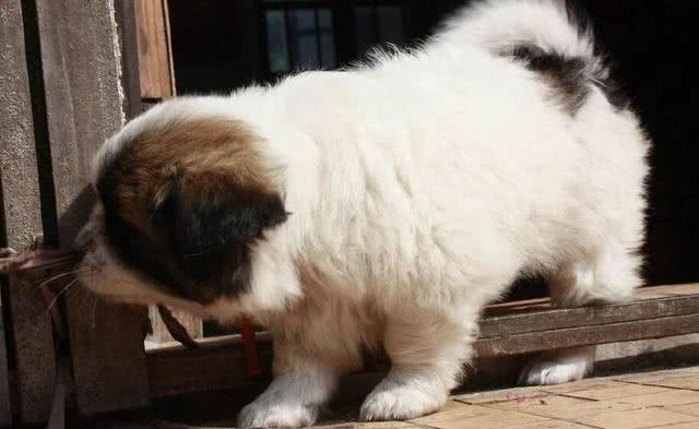 请不要叫它们土狗，请叫它们中华田园犬!