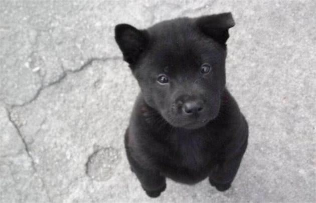 请不要叫它们土狗，请叫它们中华田园犬!