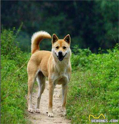请不要叫它们土狗，请叫它们中华田园犬!